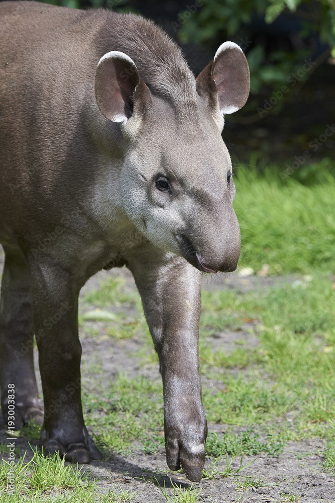 Fototapeta premium South American tapir (Tapirus terrestris)