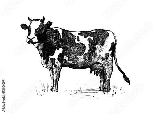 Cow. Line art
