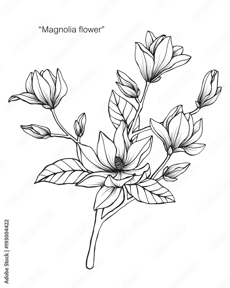 Fototapeta Magnolia flower drawing illustration. Black and white with line art.