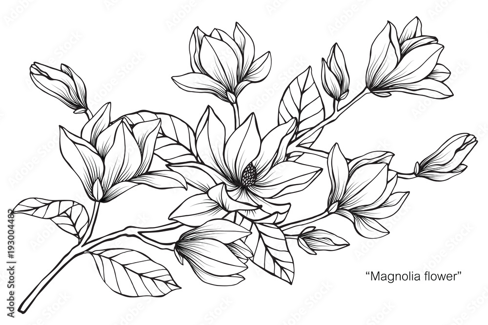Naklejka premium Magnolia flower drawing illustration. Black and white with line art.