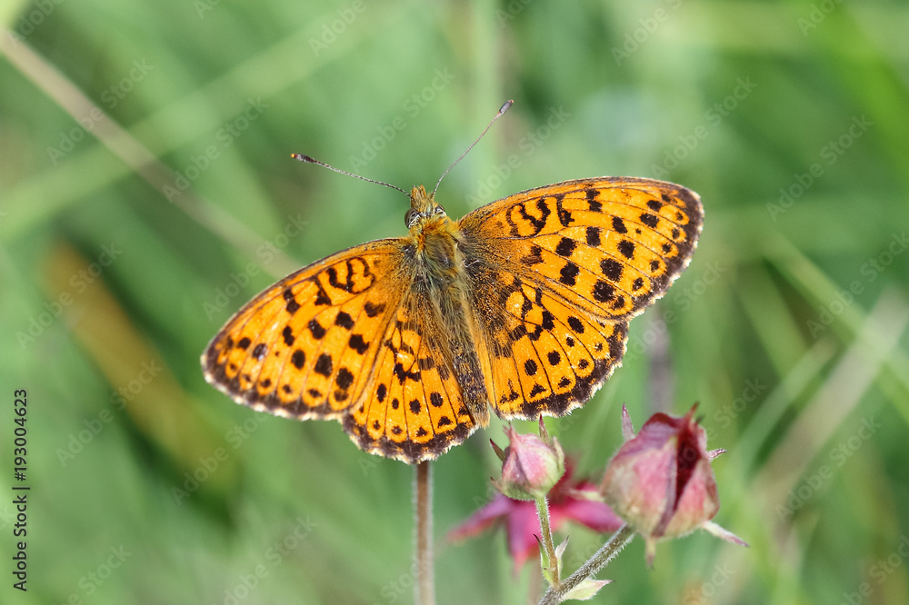 Lesser marbled fritillary Lesser marbled fritillary