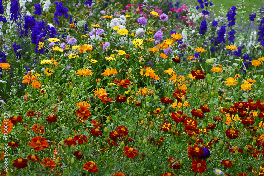 Meadow planting with Marigolds and Tagetes