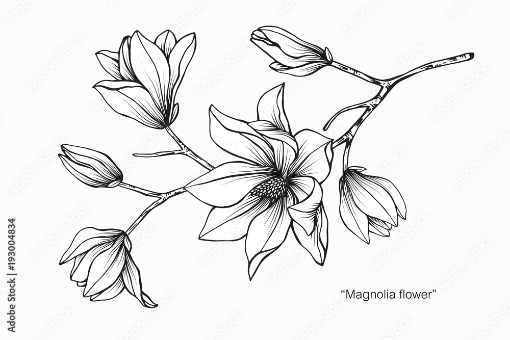 Naklejka premium Ilustracja rysunek kwiat magnolii. Czarno-białe z grafiką.
