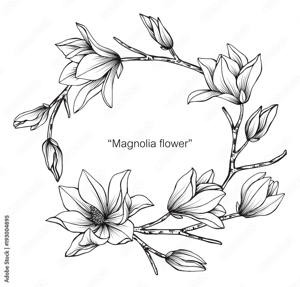 Obraz premium Ilustracja rysunek kwiat magnolii. Czarno-białe z grafiką.