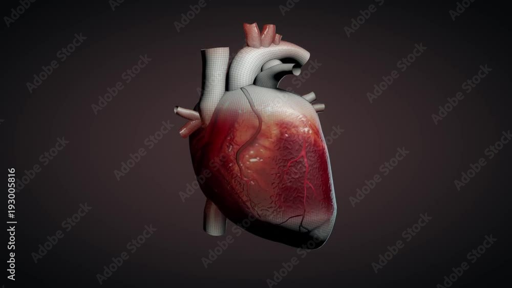3D animation of a beating human heart Stock Video | Adobe Stock