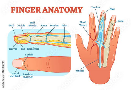 Finger anatomy medical vector illustration with bones, muscle scheme and finger cross section. 