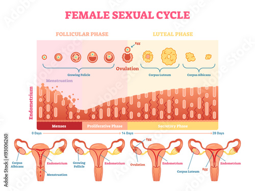 Female sexual cycle vector illustration graphic diagram with menstruation and ovulation chart and uterus. photo