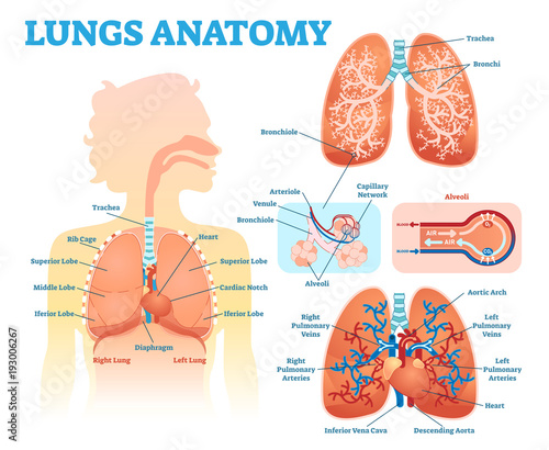 Lungs anatomy medical vector illustration diagram set with lung lobes, bronchi and alveoli. Educational information poster. 