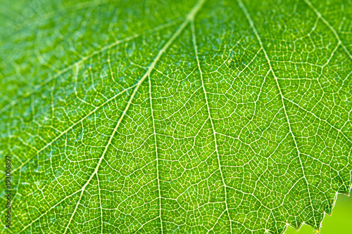 wet green leaf of a birch close up macro