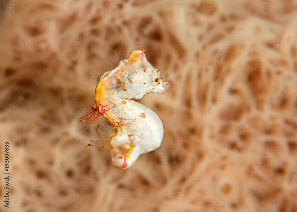 Fototapeta premium Pygmy seahorse pontohi ( Hippocampus pontohi ) also known as Pontoh's pygmy seahorse or the weedy pygmy seahorse is swimming above corals of Bali