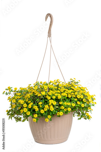 A hanging basket full of creeping yellow zinnia.