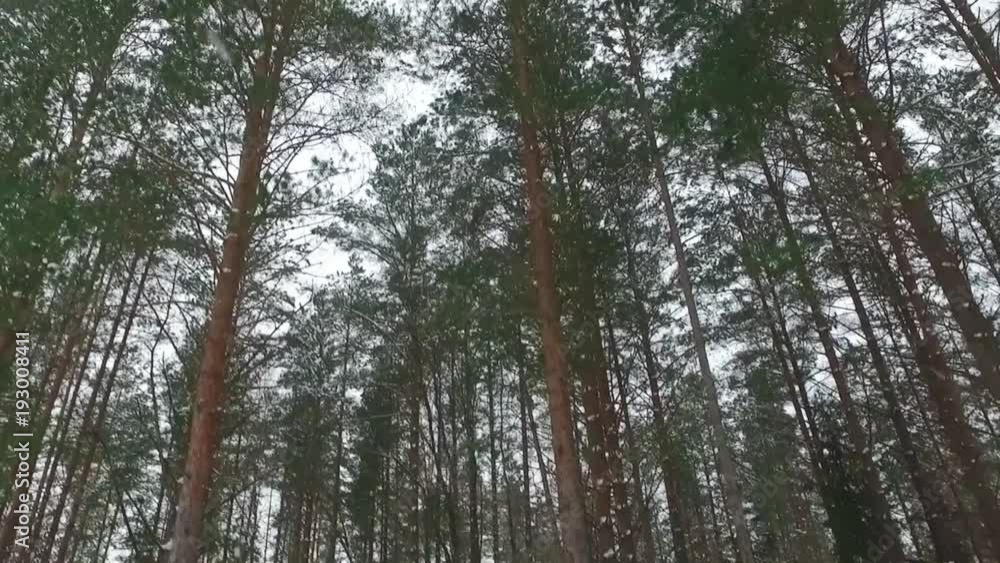 Falling snow in a winter park with snow covered trees, slow motion. Falling snow in a winter park with snow covered trees, slow motion.