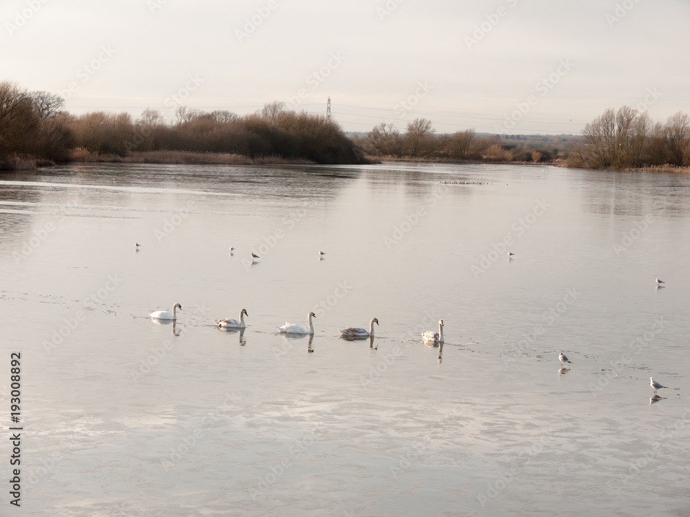 Obraz premium line of mute swans with cygnets family traveling through cold water lake surface outside nature reserve
