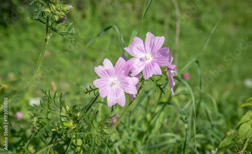 pink blooming wild mallow / a pink blooming wild mallow in summer on a meadow 