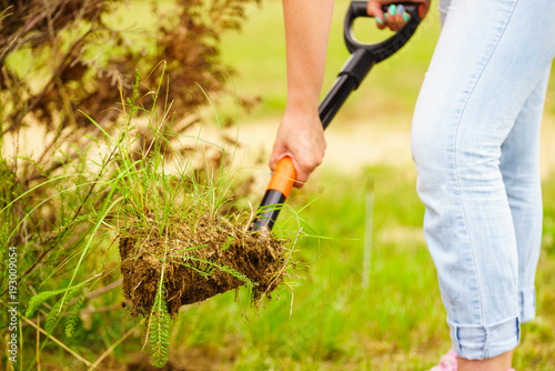 Woman remove tree from backyard  digging soil with shovel