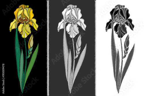 Fototapeta Naklejka Na Ścianę i Meble -  Vector set with embroidery Iris flower in pastel yellow, black and white, bud and leaves isolated. Floral patch with ornate embroidered Irises for clothing decor, fabric and textile design.