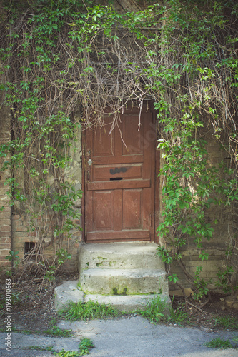 Old wooden brown door overgrown with greenery