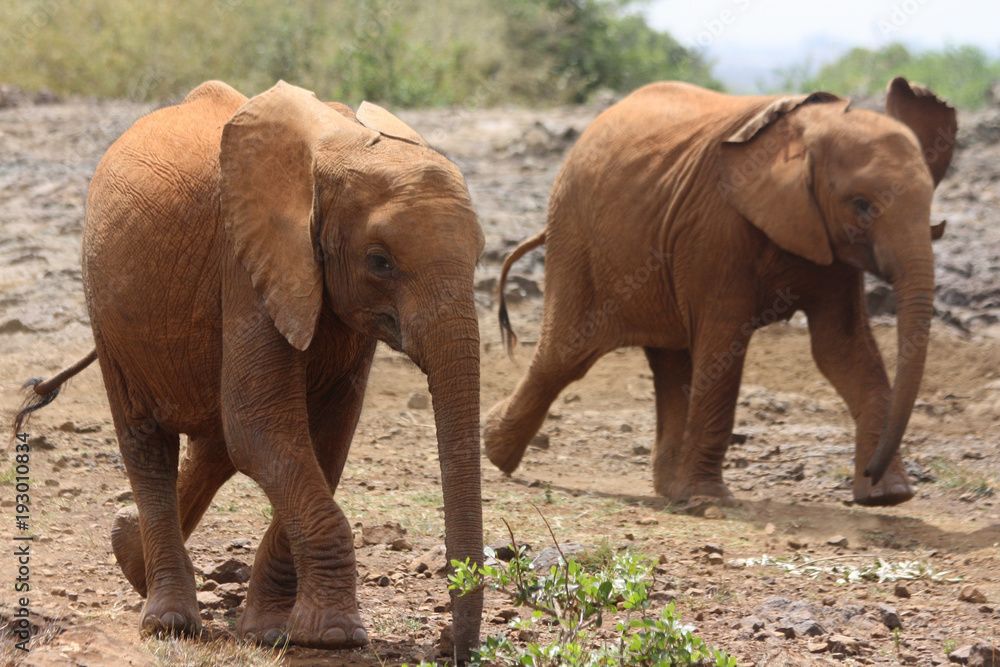 Baby Elephants