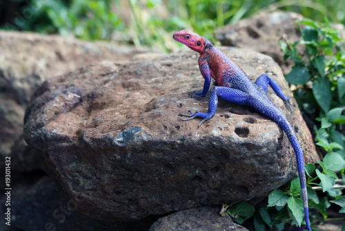 Rainbow Agama Basking on a Rock