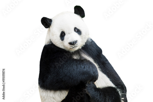Adorable panda facing camera photo
