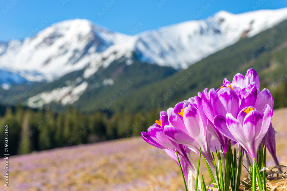 Crocus flowers. Tatra mountains. Mountain landscape