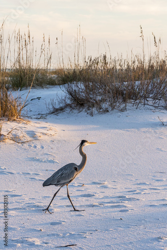 Great Blue Heron on Fort Pickens Beach