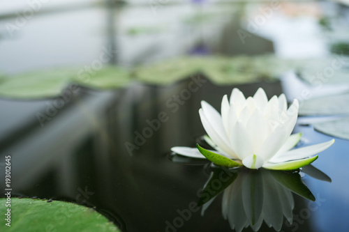 The beautiful white lotus flower or water lily reflection with water in the pond