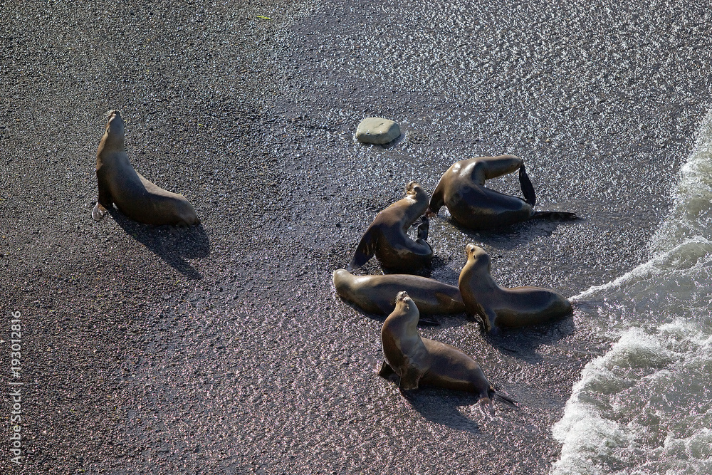 Φωτογραφία South American sea lions (Otaria flavescens) on the beach at Punta Loma, Argenti
