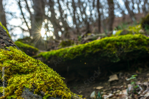 Fototapeta Naklejka Na Ścianę i Meble -  Green moss in the forest