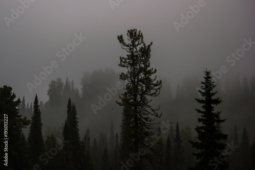 Silhouette of a coniferous forest on the background hill in the fog