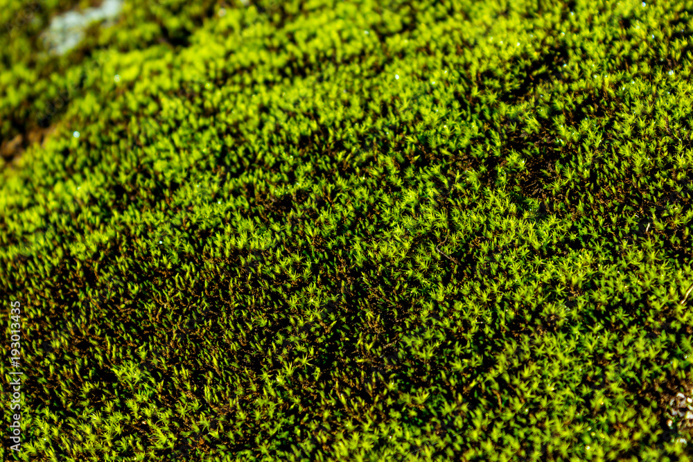Green moss on stone in a summer forest Green moss on stone in a summer forest