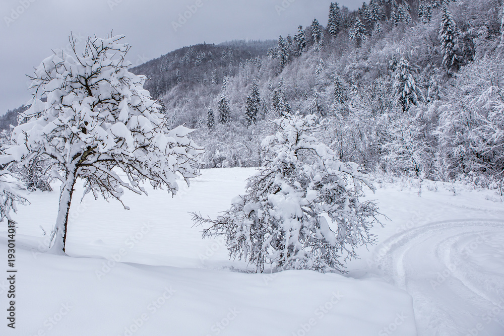 Fototapeta premium Winter uninhabited snow-covered forest. A walk in the reserve Kyiv region, Ukraine
