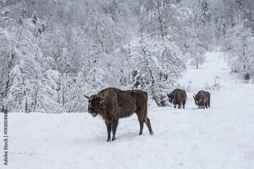 European program for the restoration of the European bison population, Karpaty reserve, Ukraine European program for the restoration of the European bison population, Karpaty reserve, Ukraine