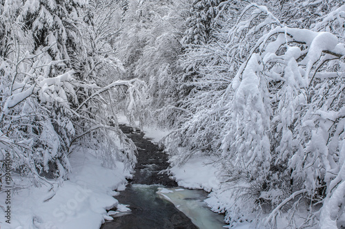 Winter uninhabited snow-covered forest. A walk in the reserve Kyiv region, Ukraine
