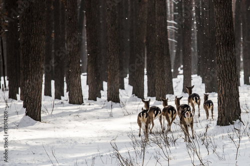 Fototapeta Naklejka Na Ścianę i Meble -  Wild roe deer in the snow-covered winter forest, reserve Kyiv region, Ukraine