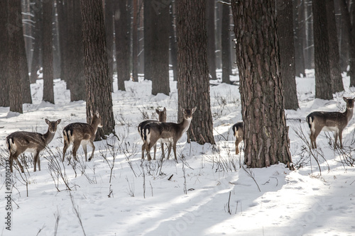 Wild roe deer in the snow-covered winter forest, reserve Kyiv region, Ukraine