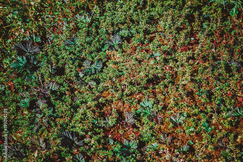 A carpet of moss in the woods on a Sunny day