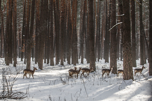 Wild roe deer in the snow-covered winter forest, reserve Kyiv region, Ukraine
