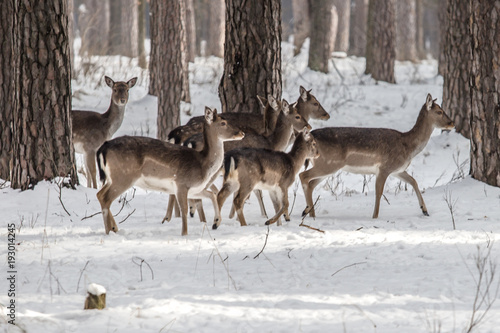 Wild roe deer in the snow-covered winter forest, reserve Kyiv region, Ukraine