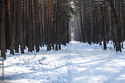 Winter uninhabited snow-covered   forest. A walk in the reserve Kyiv region, Ukraine
