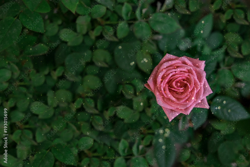 Ταπετσαρία Overview of a rose isolated on blur green background, with copy space