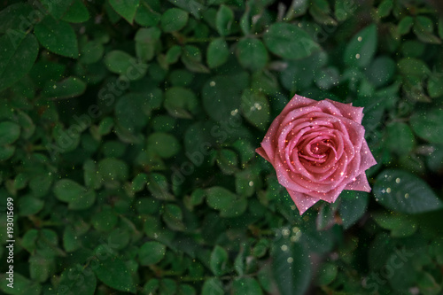 Photos Overview of a rose isolated on blur green background, with copy space