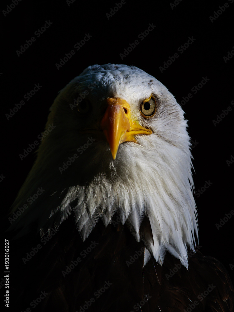 Bald eagle Bald eagle