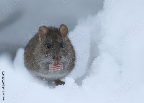 Brown rat in the white snow