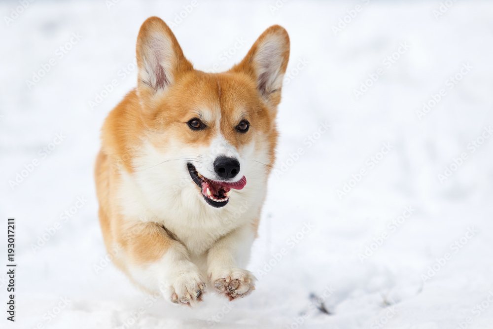 welsh corgi dog running outdoors