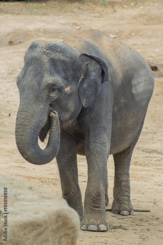 Fototapeta premium elephant at the Prague Zoo