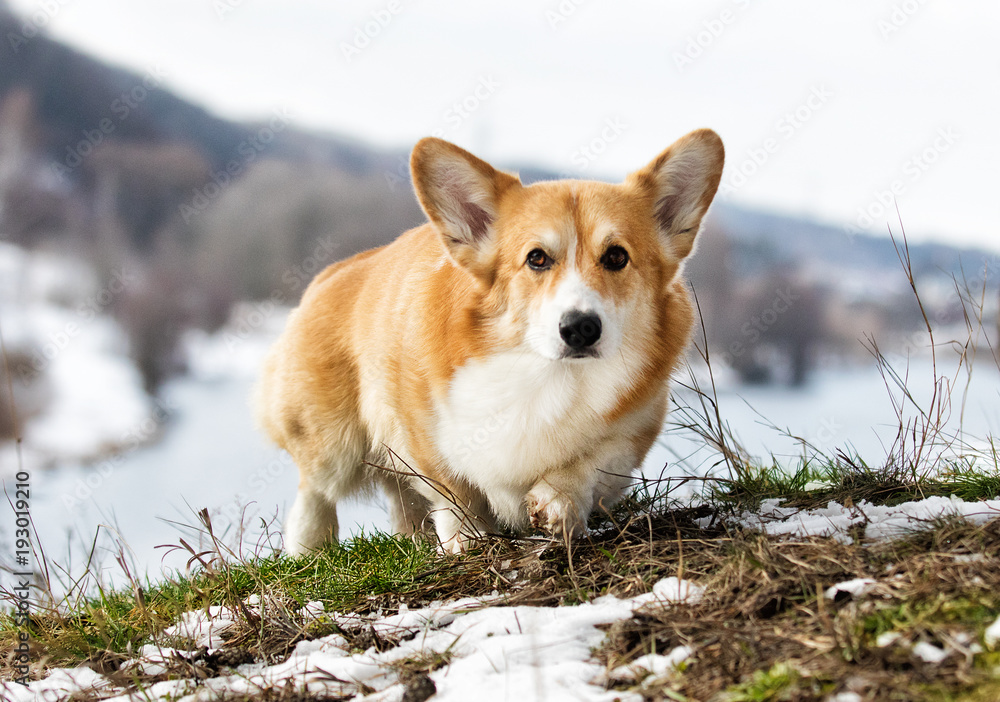 dog welsh corgi spring, the snow melts dog welsh corgi spring, the snow melts