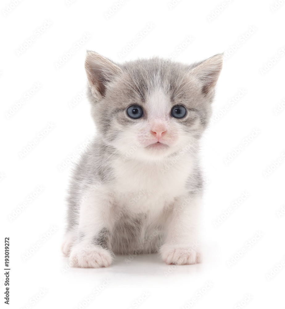 Little gray kitten. Little gray kitten.