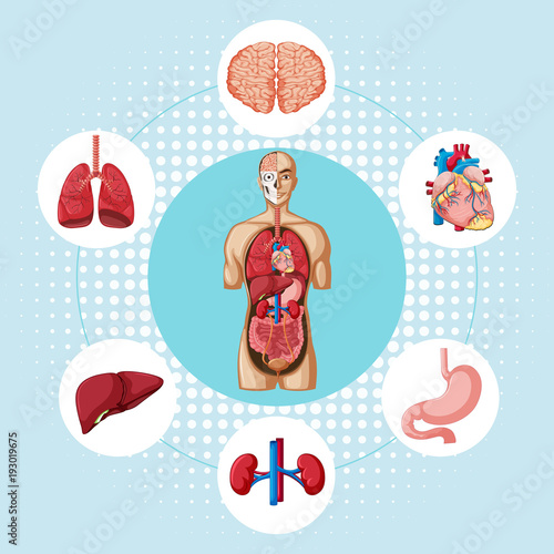 Diagram showing different organs of human
