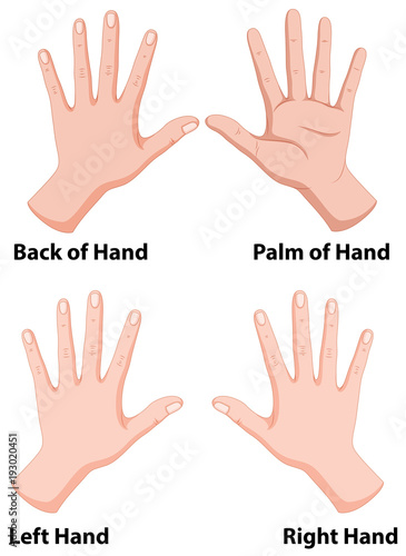 Fototapeta Naklejka Na Ścianę i Meble -  Hands in four positions